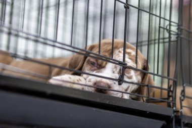 Yüzü buruşuk bir köpek yavrusu Pitbull, zavallı, şişman, kafeste yatıyor. Şirin yüz satışa çıkmak istiyor. Sahipliğini alacak birini bekliyor.