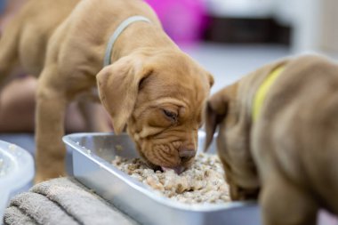 Soluk yüzlü, tombul saçlı, tepside yemek yiyen küçük, açık kahverengi bir köpek yavrusu. Bu bebek maması öğütülmüş tavuk göğsü, inek sütü ve kuru yiyecekten yapılır. Karışık Çukur Boğa Yavruları