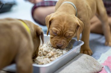 Soluk yüzlü, tombul saçlı, tepside yemek yiyen küçük, açık kahverengi bir köpek yavrusu. Bu bebek maması öğütülmüş tavuk göğsü, inek sütü ve kuru yiyecekten yapılır. Karışık Çukur Boğa Yavruları