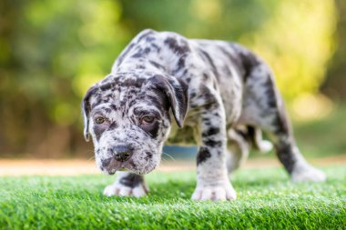 Şirin küçük köpek pitbull melez köpek, siyah beyaz benekli benekli yeşil çimlerde güzel, komik ve çok tatlı. Sahibini sevmek gibi bir alışkanlığı var. Karışık köpek kulübesi Tuhaf ve nadir renkler