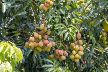 Lychees büyüyor, fabrikada kırmızıya dönüyor. Kuzey Tayland tarım bahçesinde