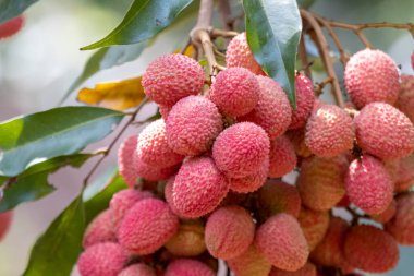 Lychees büyüyor, fabrikada kırmızıya dönüyor. Kuzey Tayland 'daki tarımsal tarlalarda büyük, parlak kırmızı, tatlı bir tat, yağmur mevsiminde yetişir. Güzel renk yemek için lezzetli görünüyor..