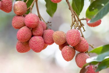 Lychees büyüyor, fabrikada kırmızıya dönüyor. Kuzey Tayland 'daki tarımsal tarlalarda büyük, parlak kırmızı, tatlı bir tat, yağmur mevsiminde yetişir. Güzel renk yemek için lezzetli görünüyor..