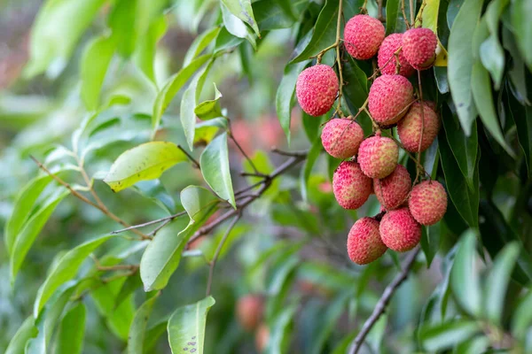 Primer Plano Lichi Rojo Grande Mucha Fruta Árbol Lichi Hoja — Foto de Stock