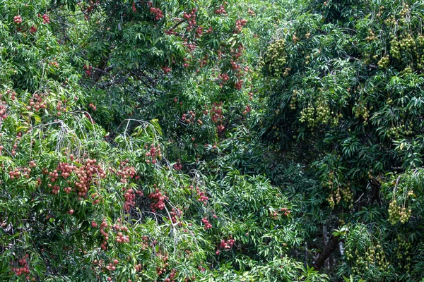 Lichi Rojo Grande Mucha Fruta Árbol Lichi Hoja Verde Jardín —  Fotos de Stock