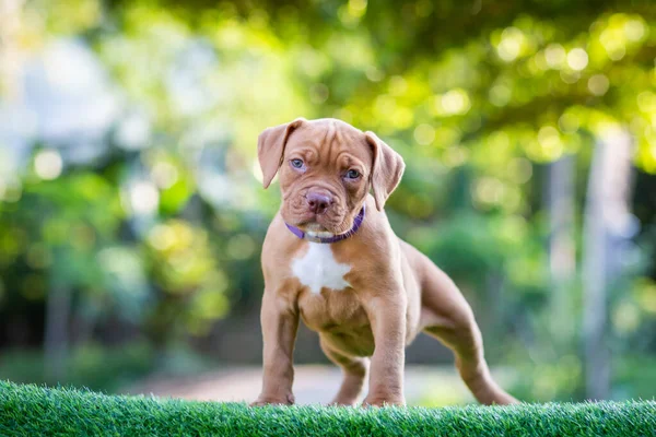 Leuke Kleine Puppy Pitbull Gemengd Ras Hond Plat Bruin Wit — Stockfoto
