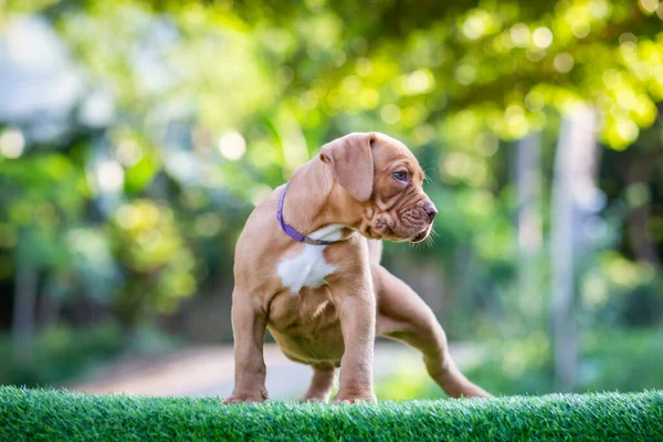 Leuke Kleine Puppy Pitbull Gemengd Ras Hond Plat Bruin Wit — Stockfoto