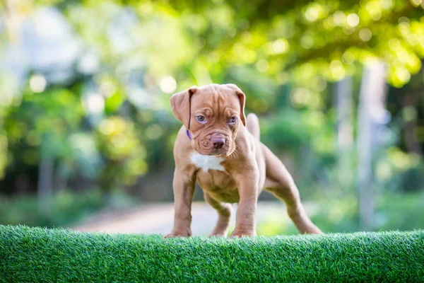 Leuke Kleine Puppy Pitbull Gemengd Ras Hond Plat Bruin Wit — Stockfoto