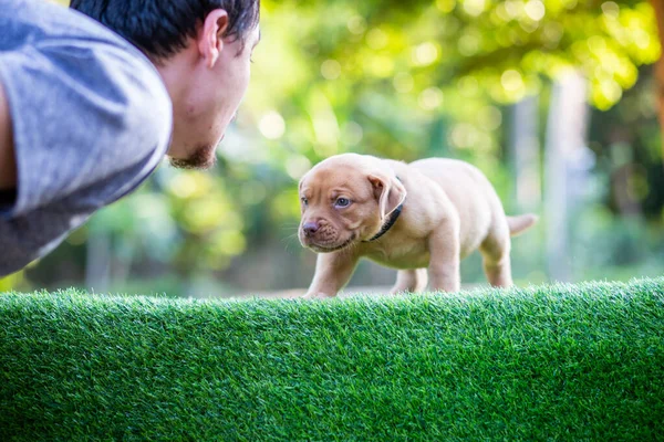 Drăguț Pitbull Cățeluș Pitbull Rasă Mixtă Câine Plat Maro Alb — Fotografie, imagine de stoc