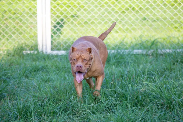 広い檻の中の芝生の中に大きなピット牛 完璧な犬いくつかのピットブルー犬は凶暴な考えられています しかし ピットブルーはキュートで遊び心があります 所有者を愛して — ストック写真