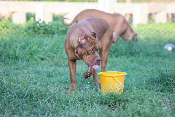 黄色のバケツと芝生の上の大きな脂肪茶色のピットブル犬は水をたくさん食べる — ストック写真