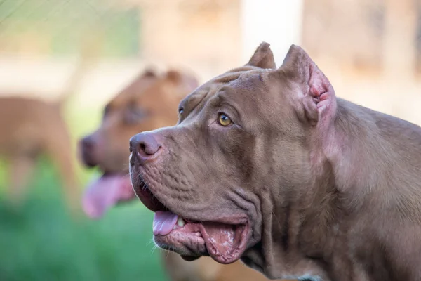 Headshot American Pitbull Terrier Grande Marrom Gramado Parece Assustador Mas — Fotografia de Stock
