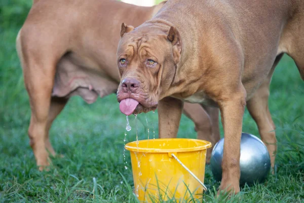 Big fat brown pitbull on the lawn with yellow water bucket Dogs eat a lot of water in the