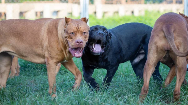 Large Pit Bull Lawn Wide Cage Perfect Dog Some Pit — Stock Photo, Image