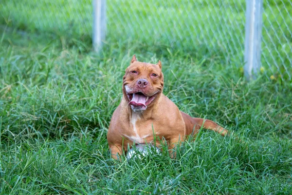 Geniş Bir Kafeste Çimenlikte Büyük Bir Pitbull Mükemmel Köpek Bazı — Stok fotoğraf