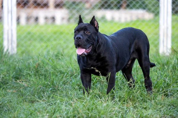 American Pitbull Terrier Hermoso Joven Adorable Perro Negro Hierba Forma —  Fotos de Stock