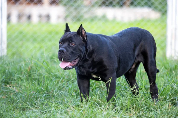 American Pitbull Terrier Hermoso Joven Adorable Perro Negro Hierba Forma —  Fotos de Stock