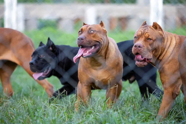 Pitbull Correvano Felici Sul Prato Verde Della Gabbia Molte Persone — Foto Stock