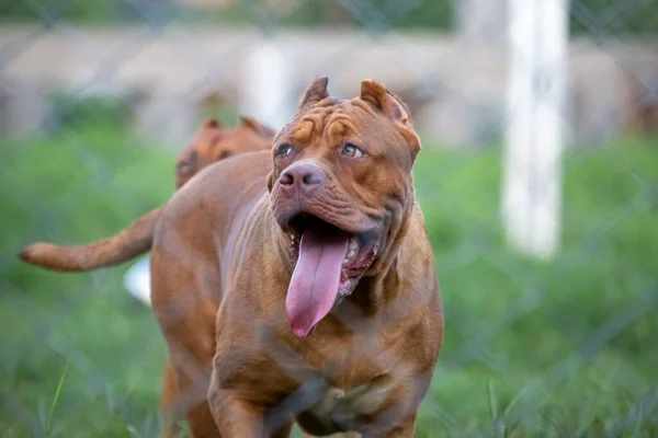 Headshot Pitbull Terrier Americano Grande Marrone Nel Prato Sembra Spaventoso — Foto Stock