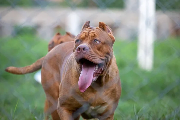 Kafasından vurulmuş Amerikan pitbull teriyeri çimenlikteki büyük kahverengi korkutucu görünüyor ama pitbull aslında sevimli, oyuncu bir karaktere sahip ve sahibini seviyor. Ve komik görünüyor.
