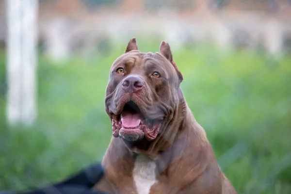 Headshot Pitbull Terrier Americano Grande Marrone Nel Prato Sembra Spaventoso — Foto Stock