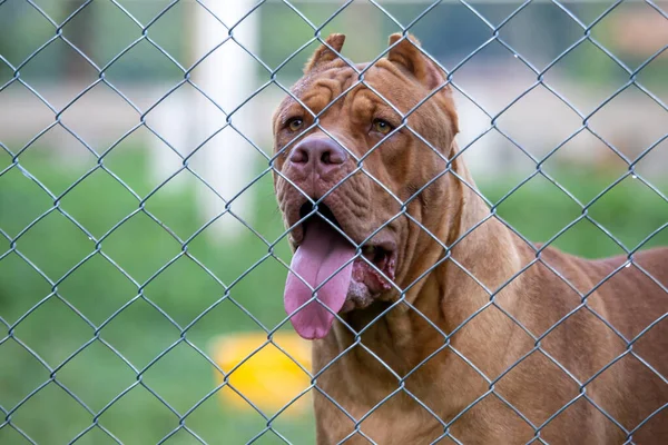 鋼の檻の中の大きな丸薬 怖い犬 しかし 真実は ピッツブルは遊び心があり ドコシルであり その所有者を愛し 面白い性格を持っています ブラウン ピッツブル — ストック写真