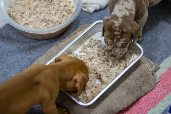 Puppy food made from ground chicken breast, cow milk, and dry dog food. Small, light brown puppy with a withered face, plump hair,