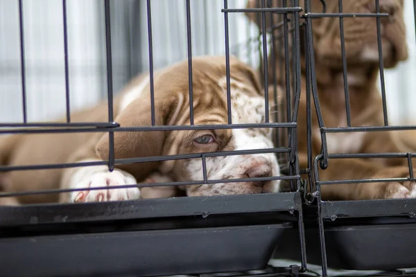 Yüzü buruşuk bir köpek yavrusu Pitbull, zavallı, şişman, kafeste yatıyor. Şirin yüz satışa çıkmak istiyor. Sahipliğini alacak birini bekliyor.