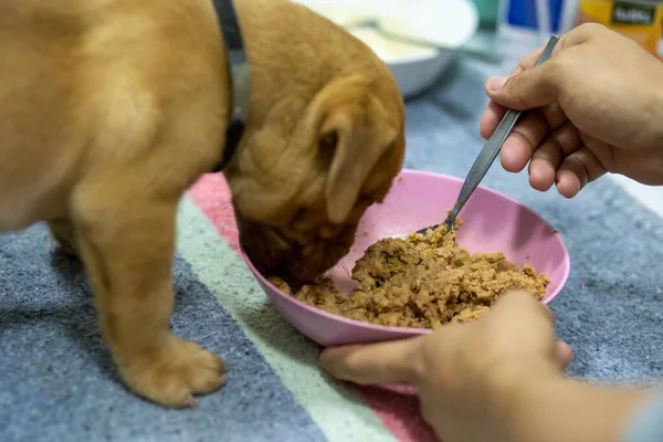 Köpekler için köpek maması, bardakta konserve hayvan maması, köpeği beslemek..