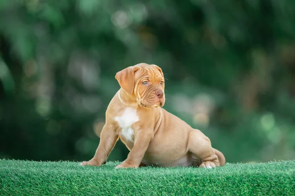 Leuke Bruine Pup Staand Groen Gras Perfecte Vorm Pitbull Puppy — Stockfoto