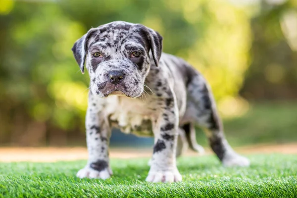 Leuke Kleine Hond Pitbull Gemengd Ras Hond Zwart Wit Polka — Stockfoto