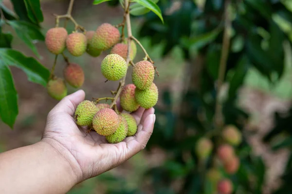 Liceus Crescem Folhas Verdes Árvores Prestes Amadurecer Vermelho Jardim Agricultores — Fotografia de Stock