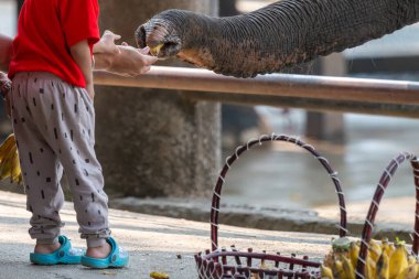 Çocukları filleri beslemeye götür. Aile için elle beslenme tatili aktiviteleri