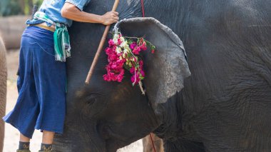 Bir fil mahout 'u filin kafasının yanında durur..