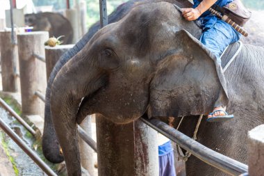 Bir fil kafası ve bir mahout oturuyordu.