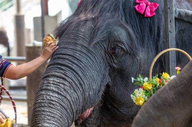 Çiçekle süslenmiş bir fil kafası Bir adamın eli ananası tutar 