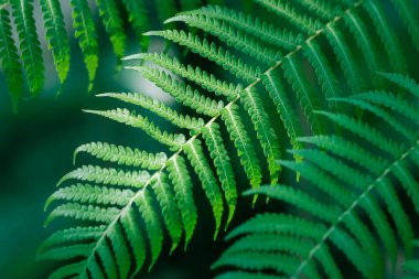 Yakın çekim yeşil eğrelti otu yaprağı, güzel desen, seçici odak, doku botaniği, karmaşık.