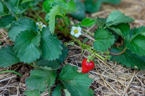 Strawberry Garden Starts Bear Fruit Fresh Green Strawberries Farm Leaves — Stock Photo, Image