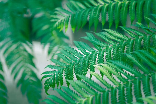 Close-up green fern leaf, beautiful pattern, selective focus, texture botany, complex.