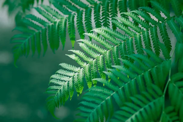 クローズアップ緑のシダの葉 美しいパターン 選択的な焦点 テクスチャの植物 複雑な — ストック写真