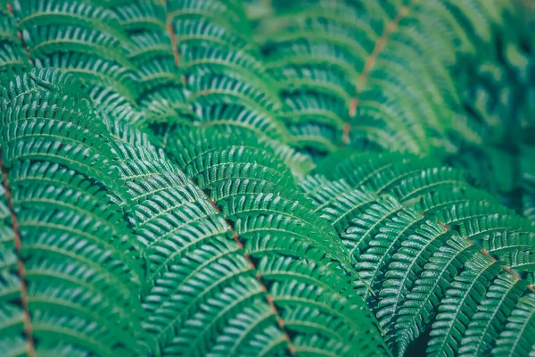 Close Green Fern Leaf Beautiful Pattern Selective Focus Texture Botany — Stock Photo, Image