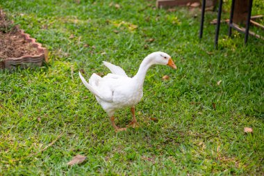 Yeşil çimlerin üzerinde duran beyaz bir kaz. Yeşil arka plan.