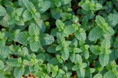 Naneli Bahçe Yeşil Nane Ağaçları sebze bahçesinde yetişir.