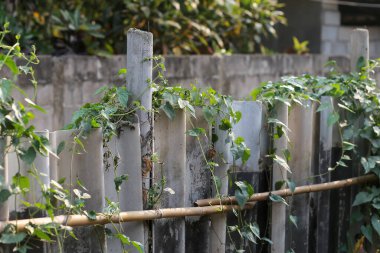 Sarmaşık bitkileri yan çitlerde, bambu çitlerinde ve beton fayanslarda yetişir. Çit değiştirilmeyi bekliyor.