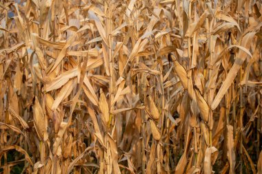Açık kahverengi saplı ve yapraklı kurutulmuş mısırın yakın çekimi. Tayland kırsalında hasat zamanı