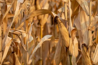 Açık kahverengi saplı ve yapraklı kurutulmuş mısırın yakın çekimi. Tayland kırsalında hasat zamanı