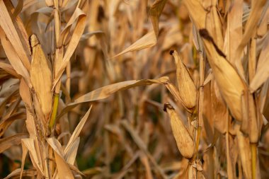 Açık kahverengi saplı ve yapraklı kurutulmuş mısırın yakın çekimi. Tayland kırsalında hasat zamanı