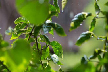 Yapraklar yağmur damlalarını destekliyor ve şelaleler güneşe çarpıyor. Sıcak günlerde ağaçların suya ihtiyacı vardır. Yağmurlu günlerde güneş taze, parlak ve sulu görünür..