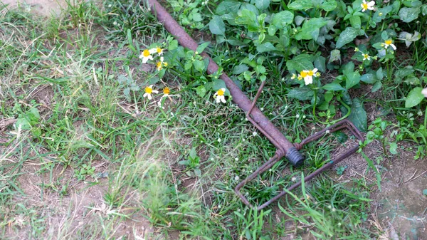 Yakın plan, paslı çelik paspasın süresi dolmuş. Çimlere bırakıldı. Paslı eski demir, geri dönüşüm.