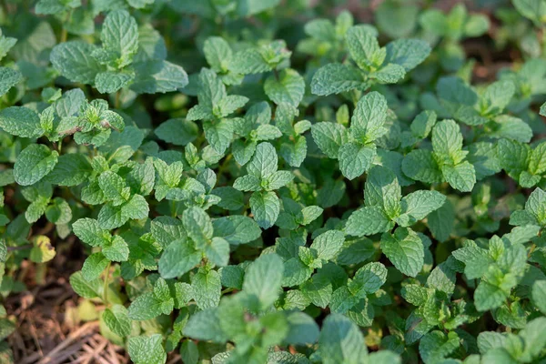 Naneli Bahçe Yeşil Nane Ağaçları sebze bahçesinde yetişir.